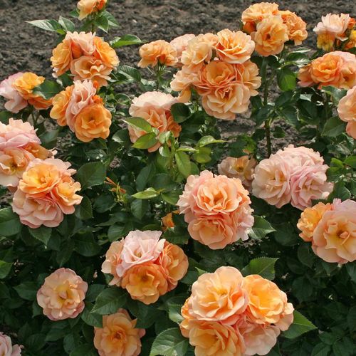 Oranžová - záhonová ruža - floribunda